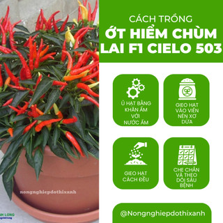 Hạt giống Ớt Hiểm Chùm Lai F1 Cielo 503 (0,1gram~25 hạt) chịu nhiệt tốt, năng suất cao, dễ chăm sóc