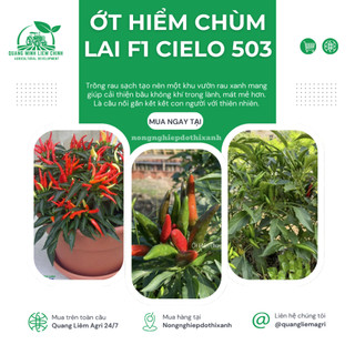 Hạt giống Ớt Hiểm Chùm Lai F1 Cielo 503 (0,1gram~25 hạt) chịu nhiệt tốt, năng suất cao, dễ chăm sóc