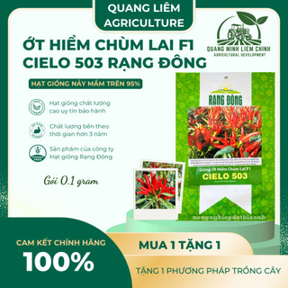 Hạt giống Ớt Hiểm Chùm Lai F1 Cielo 503 (0,1gram~25 hạt) chịu nhiệt tốt, năng suất cao, dễ chăm sóc