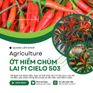 Hạt giống Ớt Hiểm Chùm Lai F1 Cielo 503 (0,1gram~25 hạt) chịu nhiệt tốt, năng suất cao, dễ chăm sóc