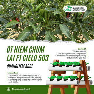Hạt giống Ớt Hiểm Chùm Lai F1 Cielo 503 (0,1gram~25 hạt) chịu nhiệt tốt, năng suất cao, dễ chăm sóc