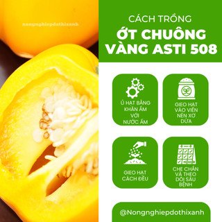 Hạt giống Ớt Chuông Vàng Asti 508 (0,5gram~25 hạt) trái sai, thích hợp khí hậu mát