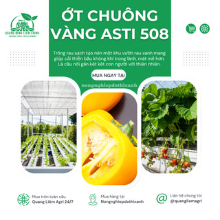 Hạt giống Ớt Chuông Vàng Asti 508 (0,5gram~25 hạt) trái sai, thích hợp khí hậu mát