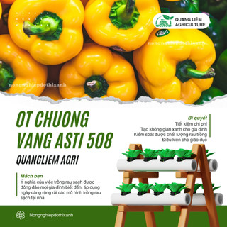 Hạt giống Ớt Chuông Vàng Asti 508 (0,5gram~25 hạt) trái sai, thích hợp khí hậu mát