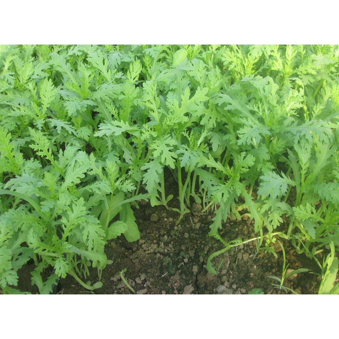Cải cúc nếp thơm 20gram