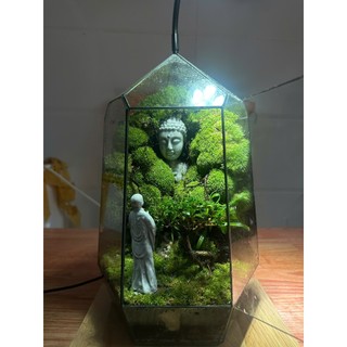 Terrarium " Tịnh Độ Ngũ Hành "