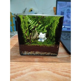 Terrarium " Vương Quốc Rêu Xanh "