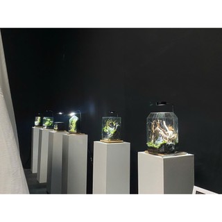 Terrarium " Vương Quốc Rêu Xanh "