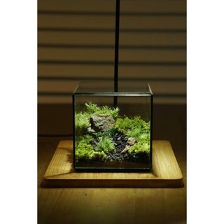 Terrarium " Vương Quốc Rêu Xanh "