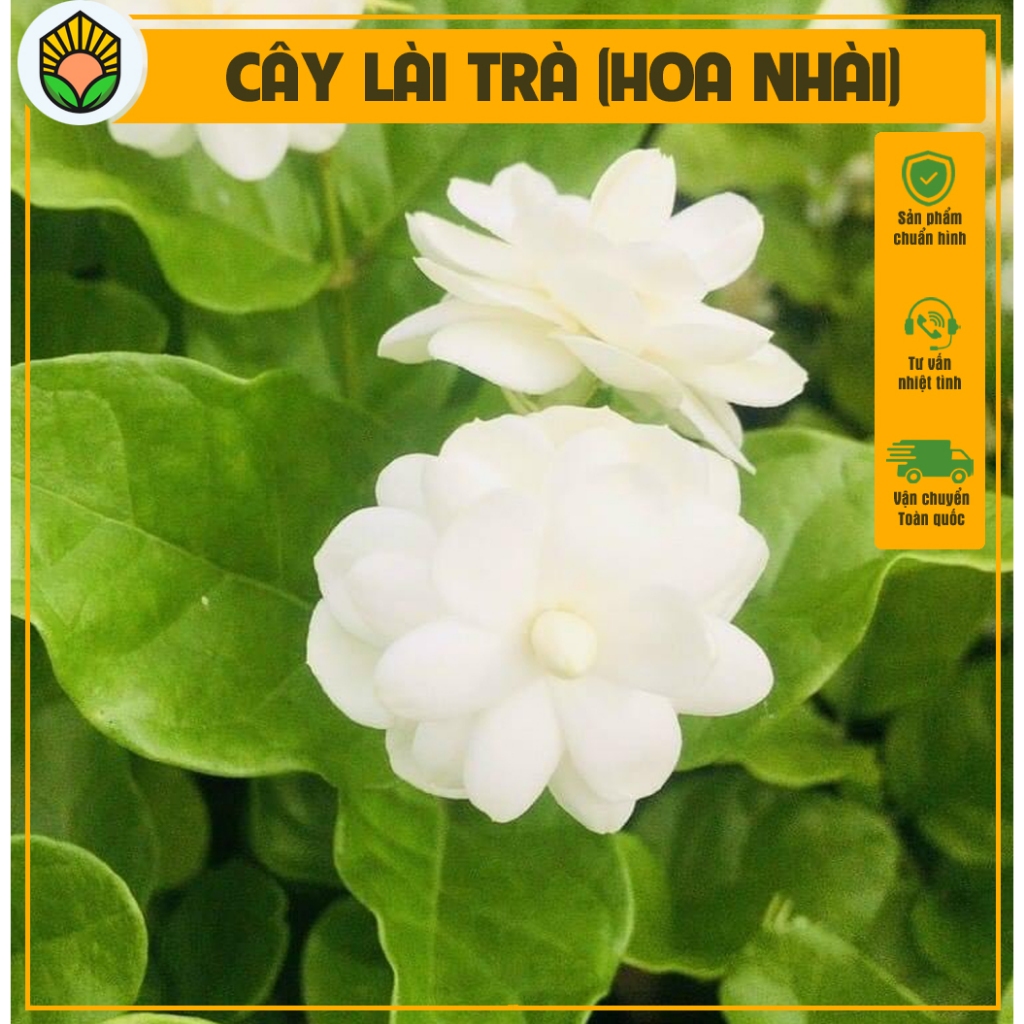 Cây hoa nhài - Giá Tốt, Miễn Phí Vận Chuyển, Đủ Loại | Shopee Việt Nam