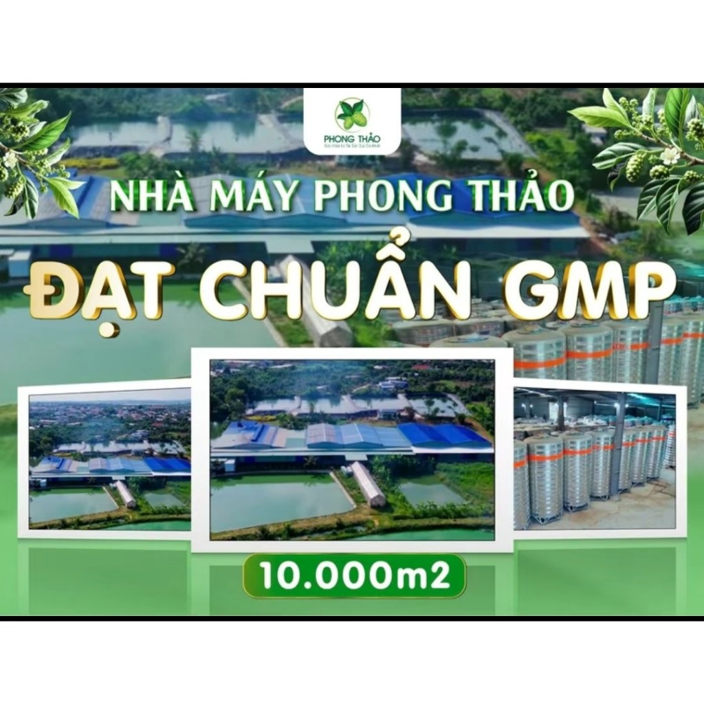 Nước cốt Nhàu Phong Thảo xuất khẩu Hàn Quốc 1L[ MUA 8 TẶNG 2 ]