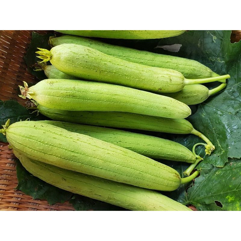 HẠT GIỐNG MƯỚP HƯƠNG SAI TRÁI