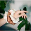 Một Dây Buộc Tóc Scrunchie Cao Cấp SHeGAN - Phụ Kiện Thời Trang (còn Nâu)