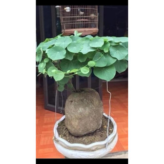 củ bình vôi vàng việt nam(thân leo)size to 9-12cm