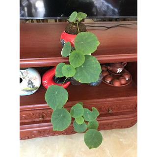 củ bình vôi vàng việt nam(thân leo)size to 9-12cm