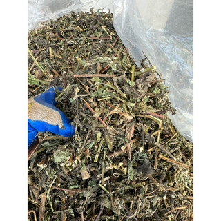 Cây hy thiêm khô 1kg [ hàng phơi khô sạch, mới ] LOẠI 1