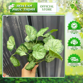 cụm lá bé nhân tạo trang trí chậu cây nhỏ, trang trí gốc cây, làm tiểu cảnh chậu lan