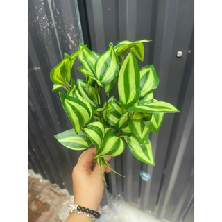 cụm lá bé nhân tạo trang trí chậu cây nhỏ, trang trí gốc cây, làm tiểu cảnh chậu lan