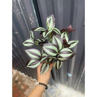 cụm lá bé nhân tạo trang trí chậu cây nhỏ, trang trí gốc cây, làm tiểu cảnh chậu lan