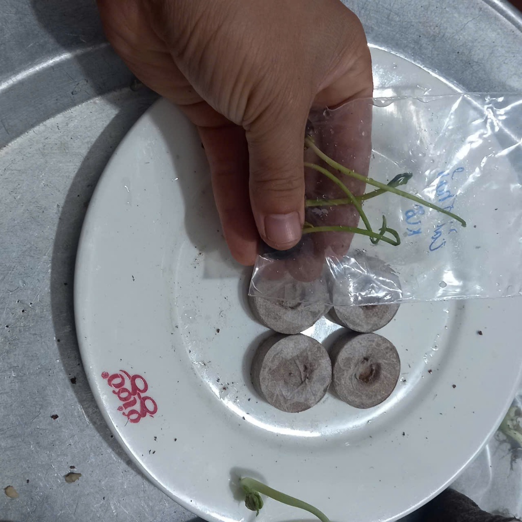 5 CÂY MẦM GIỐNG BẦU CỦ ĐẬU ( CỦ ĐỖ ) - Tặng kèm 5 bầu viên xơ dừa để cho mầm cây vào - CANH NÔNG KVT