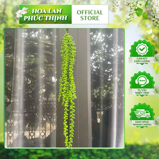 rủ hạt tiêu 5 nhánh cao su