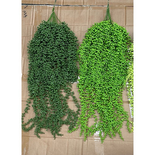 rủ hạt tiêu 5 nhánh cao su