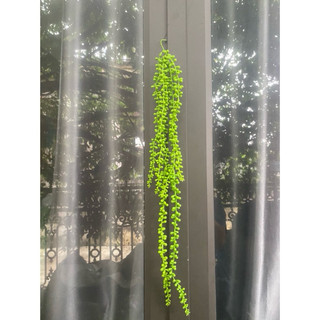 rủ hạt tiêu 5 nhánh cao su