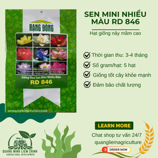 Hạt giống Hoa Sen Mini Nhiều Màu Rd 846 (5 hạt) tỷ lệ nảy mầm cao, trồng quanh năm