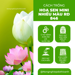 Hạt giống Hoa Sen Mini Nhiều Màu Rd 846 (5 hạt) tỷ lệ nảy mầm cao, trồng quanh năm
