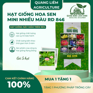 Hạt giống Hoa Sen Mini Nhiều Màu Rd 846 (5 hạt) tỷ lệ nảy mầm cao, trồng quanh năm