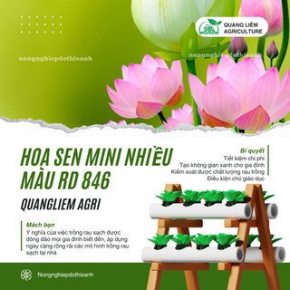 Hạt giống Hoa Sen Mini Nhiều Màu Rd 846 (5 hạt) tỷ lệ nảy mầm cao, trồng quanh năm