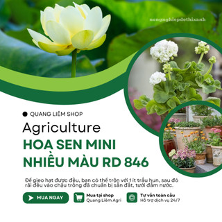 Hạt giống Hoa Sen Mini Nhiều Màu Rd 846 (5 hạt) tỷ lệ nảy mầm cao, trồng quanh năm