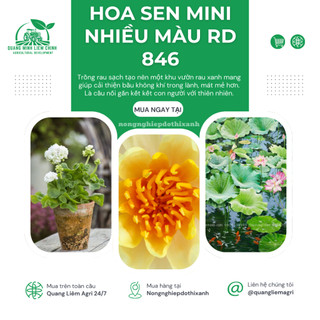 Hạt giống Hoa Sen Mini Nhiều Màu Rd 846 (5 hạt) tỷ lệ nảy mầm cao, trồng quanh năm