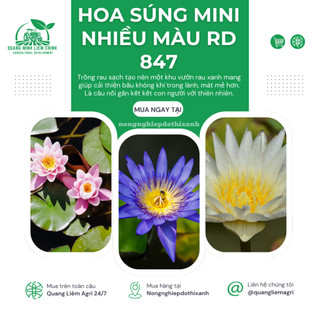 Hạt giống Hoa Súng Mini Nhiều Màu Rd 847 (5 hạt) phù hợp trồng chậu, quanh năm