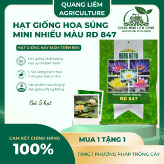 Hạt giống Hoa Súng Mini Nhiều Màu Rd 847 (5 hạt) phù hợp trồng chậu, quanh năm