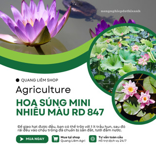 Hạt giống Hoa Súng Mini Nhiều Màu Rd 847 (5 hạt) phù hợp trồng chậu, quanh năm