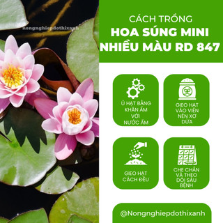 Hạt giống Hoa Súng Mini Nhiều Màu Rd 847 (5 hạt) phù hợp trồng chậu, quanh năm