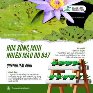 Hạt giống Hoa Súng Mini Nhiều Màu Rd 847 (5 hạt) phù hợp trồng chậu, quanh năm