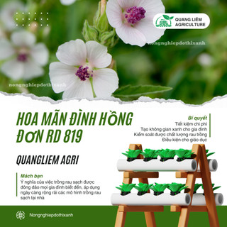 Hạt Giống Hoa Mãn Đình Hồng Đơn Nhiều Màu RADO 819 (Gói 0,1gram~20 Hạt) Rạng Đông, Trồng Quanh Năm