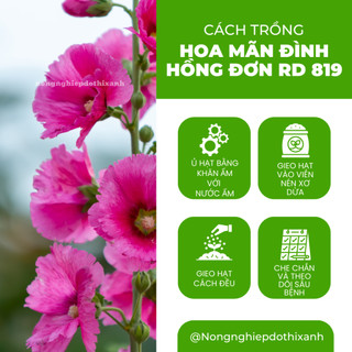 Hạt Giống Hoa Mãn Đình Hồng Đơn Nhiều Màu RADO 819 (Gói 0,1gram~20 Hạt) Rạng Đông, Trồng Quanh Năm