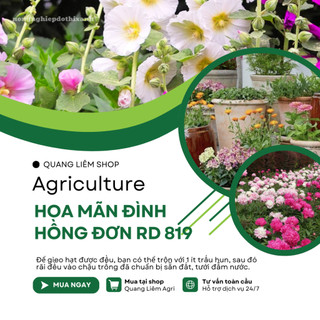 Hạt Giống Hoa Mãn Đình Hồng Đơn Nhiều Màu RADO 819 (Gói 0,1gram~20 Hạt) Rạng Đông, Trồng Quanh Năm