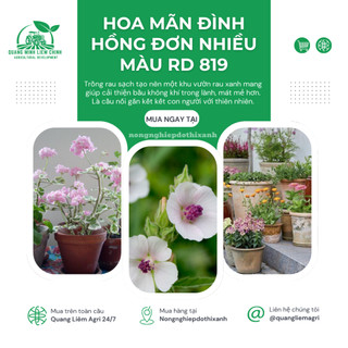 Hạt Giống Hoa Mãn Đình Hồng Đơn Nhiều Màu RADO 819 (Gói 0,1gram~20 Hạt) Rạng Đông, Trồng Quanh Năm