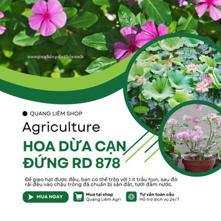 Hạt Giống Hoa Dừa Cạn Đứng Nhiều Màu RADO 878 (Gói 0,03g~30 Hạt) Rạng Đông Thích Hợp Trồng Sân Vườn