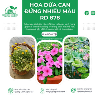 Hạt Giống Hoa Dừa Cạn Đứng Nhiều Màu RADO 878 (Gói 0,03g~30 Hạt) Rạng Đông Thích Hợp Trồng Sân Vườn