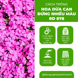 Hạt Giống Hoa Dừa Cạn Đứng Nhiều Màu RADO 878 (Gói 0,03g~30 Hạt) Rạng Đông Thích Hợp Trồng Sân Vườn