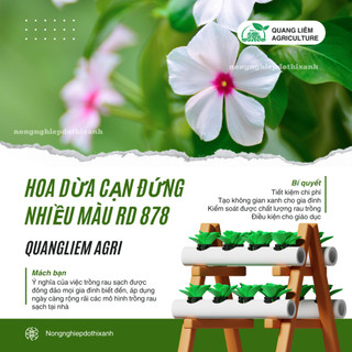 Hạt Giống Hoa Dừa Cạn Đứng Nhiều Màu RADO 878 (Gói 0,03g~30 Hạt) Rạng Đông Thích Hợp Trồng Sân Vườn