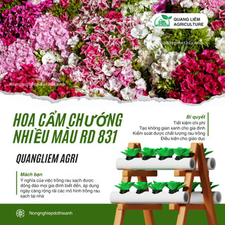 Hạt Giống Hoa Cẩm Chướng Nhiều Màu RADO 831 (Gói 0,1gram~200 Hạt) Rạng Đông, Nhiều Màu
