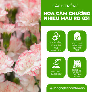 Hạt Giống Hoa Cẩm Chướng Nhiều Màu RADO 831 (Gói 0,1gram~200 Hạt) Rạng Đông, Nhiều Màu