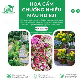 Hạt Giống Hoa Cẩm Chướng Nhiều Màu RADO 831 (Gói 0,1gram~200 Hạt) Rạng Đông, Nhiều Màu