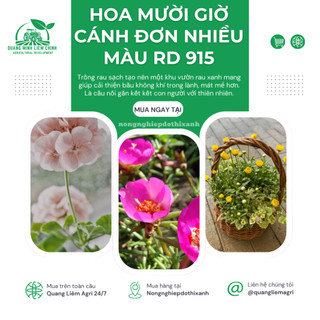 Hạt Giống Hoa Mười Giờ Cánh Đơn Nhiều Màu RADO 915 (Gói 0,03gram~150 Hạt) Rạng Đông, Dễ Chăm